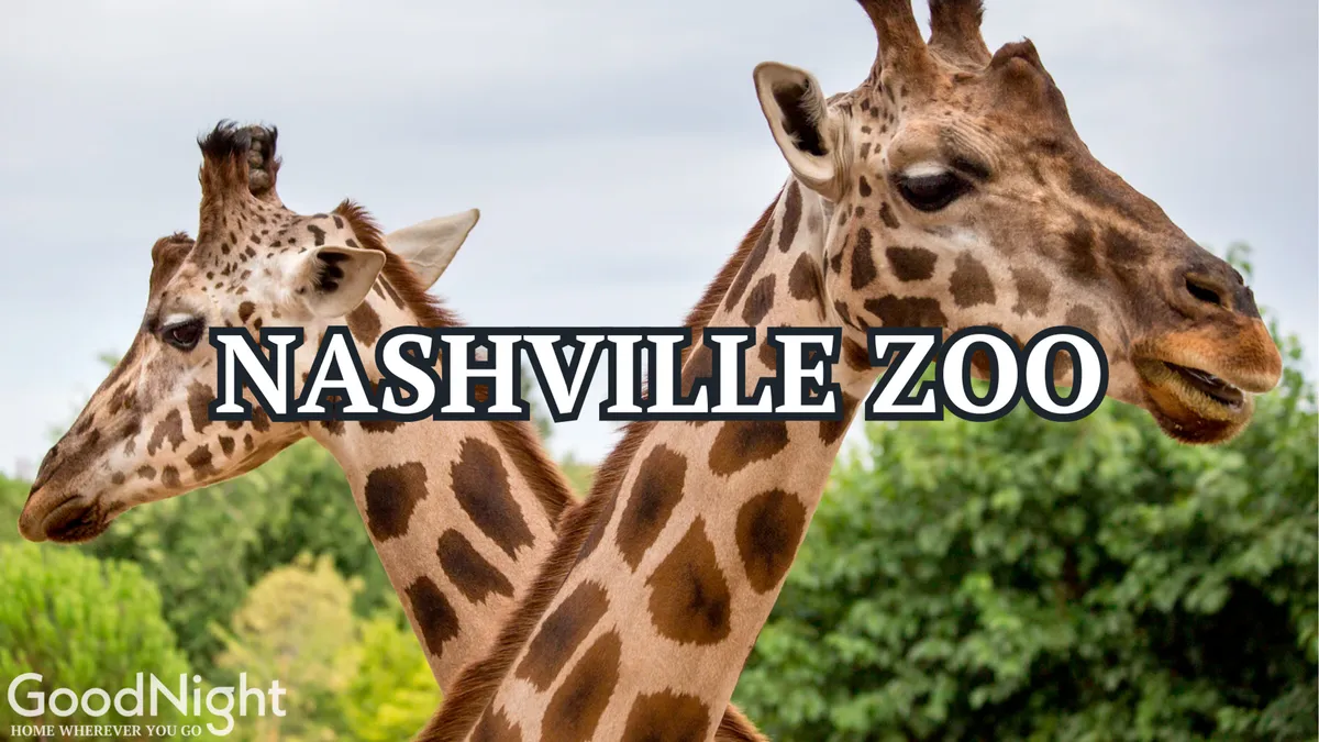 A group of giraffes stands among green foliage at the Nashville Zoo, offering a close-up view of animals in a lush, engaging setting. This image is full of life and excitement, appealing to families with children.